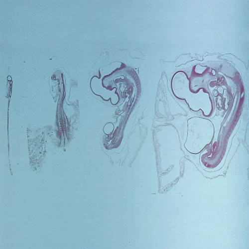Chick Comoposite rep. sag. sec. Microscope Slide