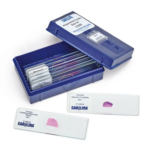 Integumentary System Slide Set 