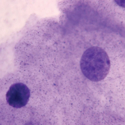 Typical Animal Cell Slide, w.m.