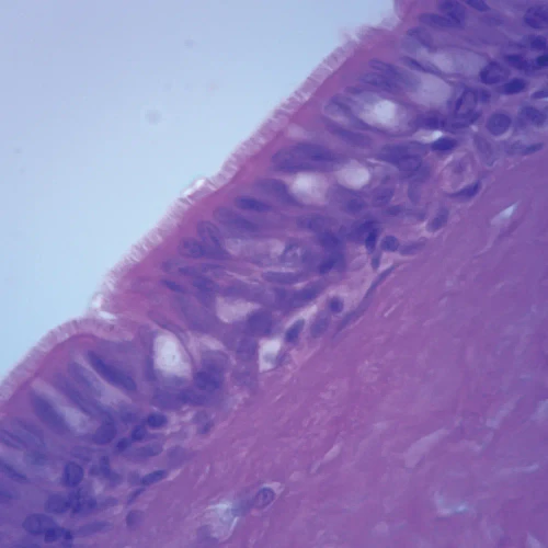 Amphibian Ciliated Epithelium Slide, 7 µm sec., H&E