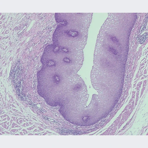 Mammal Stratified Squamous Epithelium, sec. 7 µm H&E Microscope Slide