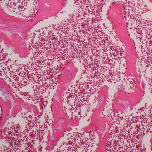 Mammal Bone Marrow sec. 7 µm H&E Microscope Slide