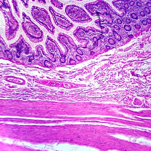 Mammal Auerbach's Plexus Slide, sec., H&E