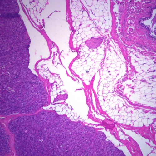 Mammal Parotid Gland, sec. 7 µm, H&E Microscope Slide