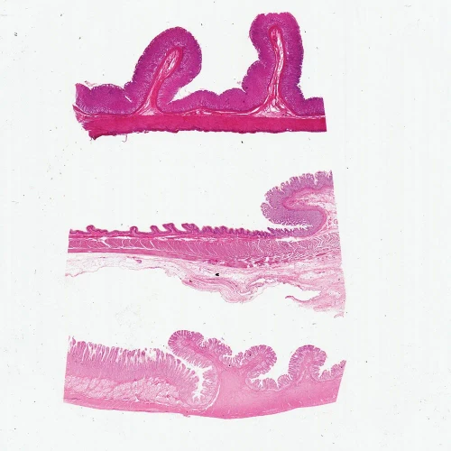 Mammal Stomach Composite, sec. 7 µm H&E Microscope Slide