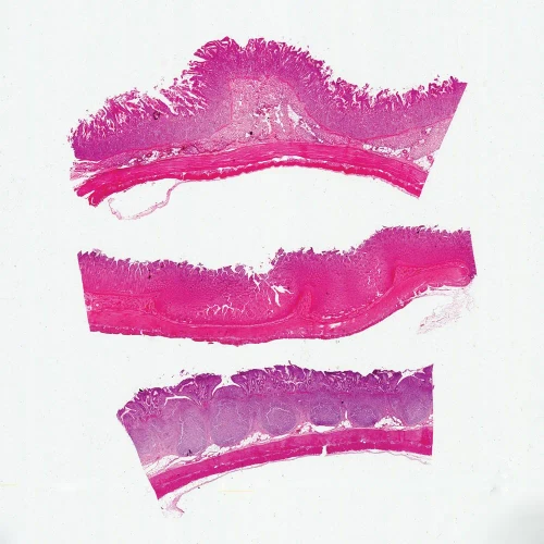 Mammal Intestine Composite, sec. 7 µm H&E Microscope Slide