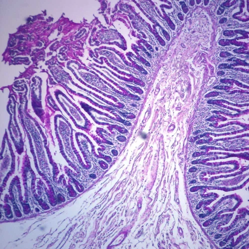 Human Goblet Cells, sec. 7 µm H&E Microscope Slide