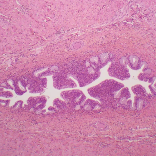 Human Male Urethra Slide, c.s., 7 µm, H&E