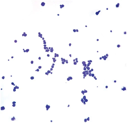 Corn Starch, w.m., Microscope Slide