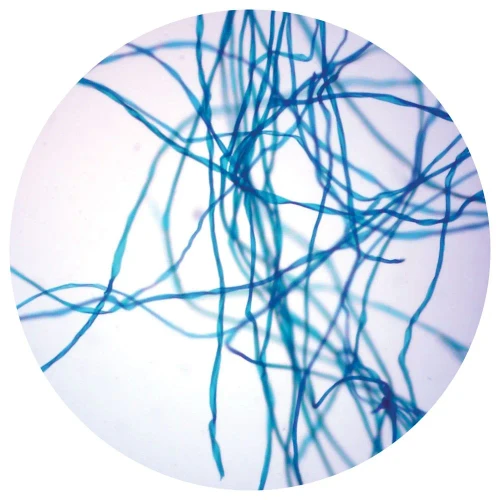 Cotton Fibers, w.m., Microscope Slide