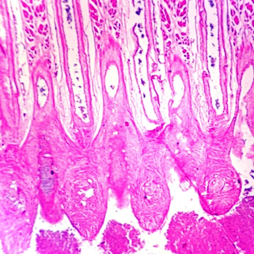 Amphioxus, Digestive, cross section, Microscope Slide