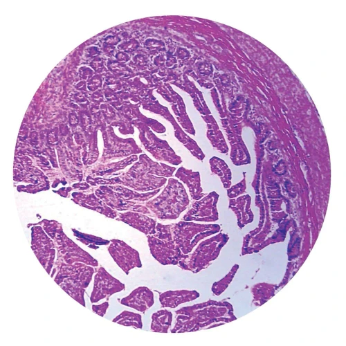 Intestine, Fetal, Human, Small, section Microscope Slide