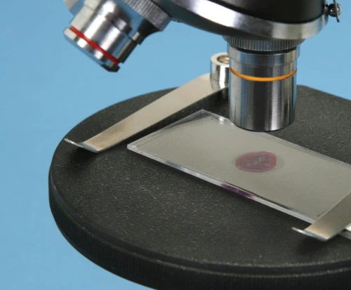 Burger and Fries Microscope Slide Set