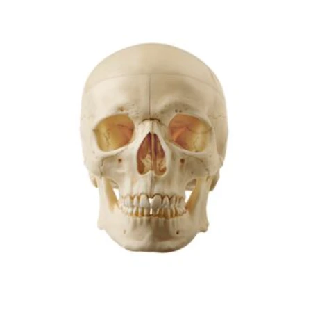 Somso Artificial Human Skull