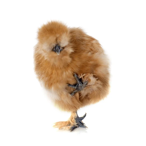 ZeeWee™ I Bird DNA Sex Test