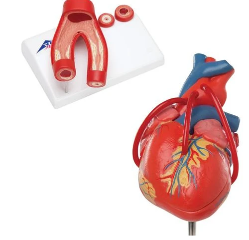 Anatomy Set Heart