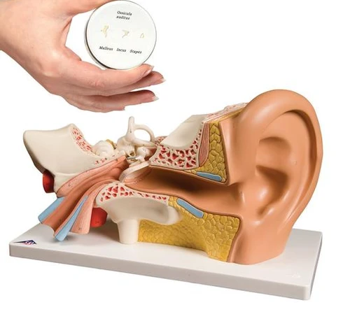 Anatomy Set Ear
