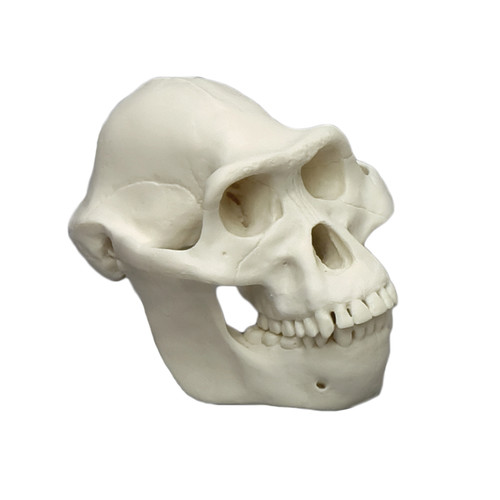 Australopithecus afarensis, half scale