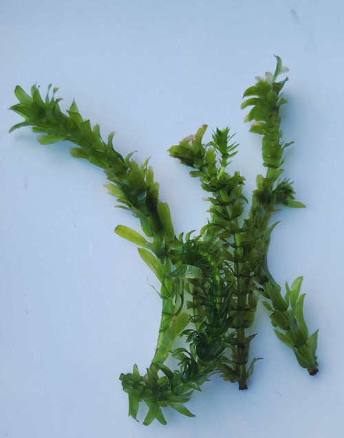 Elodea (Anacharis), live Victoria and Queensland only