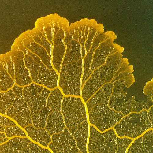 Physarum slime mould, live