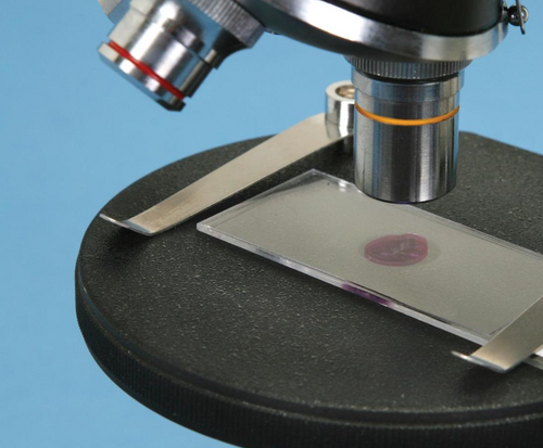 Heart, entire organ, LS Microscope slide