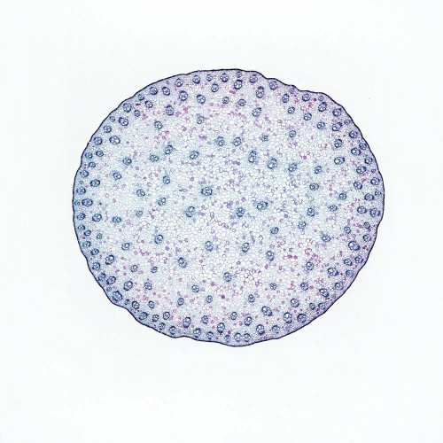 Corn, monocot stem slide, c.s.