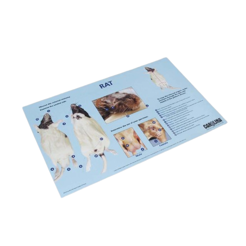 Rat Dissection Mat 28cm x 43cm
