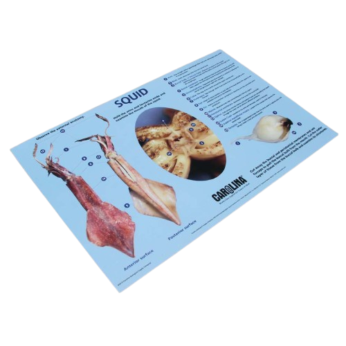Squid Dissection Mat  28cm x 43cm