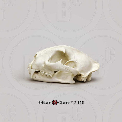 Dietary Comparison Economy Skull Set Animal Skull