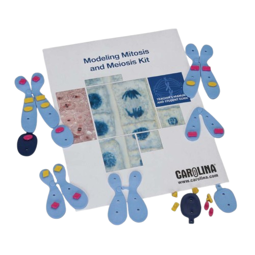 Modelling Mitosis & Meiosis Kit (1-Station)