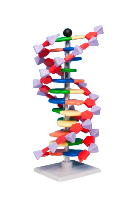 Molymod - DNA Model Kit, 12 Layer, Advanced