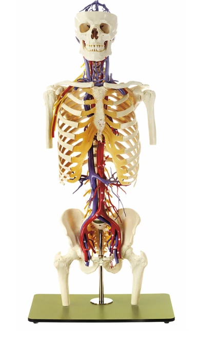 Somso Anatomical Transparent Torso Model with Blood Vessels and Head