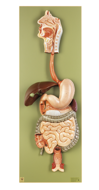 Somso Digestive Tract