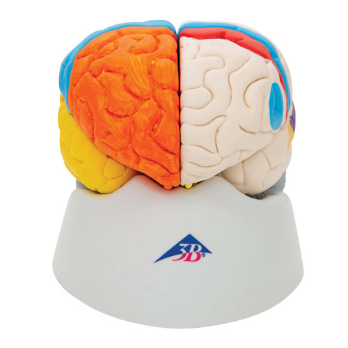 3B Scientific Neuro-Anatomical Brain, 8 part, Anatomical Model