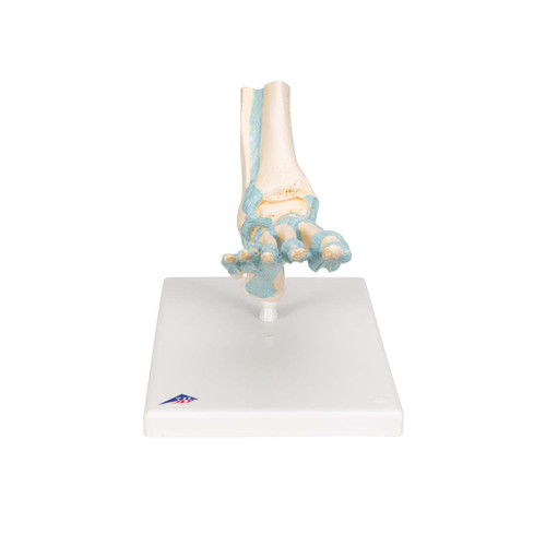 3B Scientific Foot Skeleton Model with Ligaments