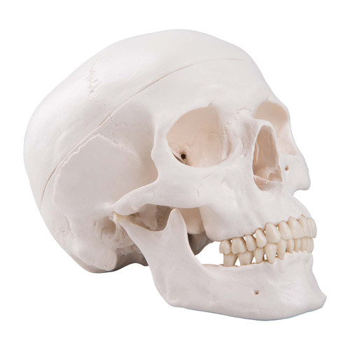 Modello Cranio Umano 3 Parti 3B Scientific – Plastica, 20x13,5x15,5 Cm – Per Studio E Didattica