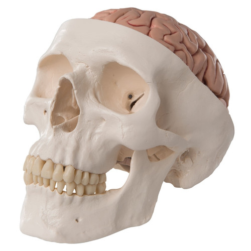 Revell 　レベル　human skull 人間の頭蓋骨模型キット 未組立 Amazon.co.jp: PartyKindom 頭蓋模型 スケール 取り外し可能な