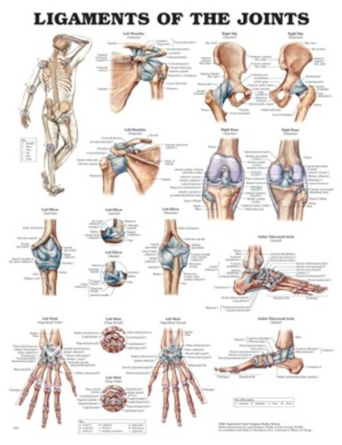 Ligaments of the Joints Anatomical Chart Laminated