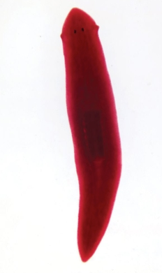 Planaria, c.s., General Structure 7 µm H&E Microscope Slide