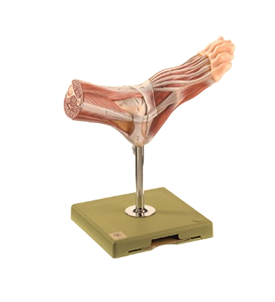 Somso Normal Foot Model