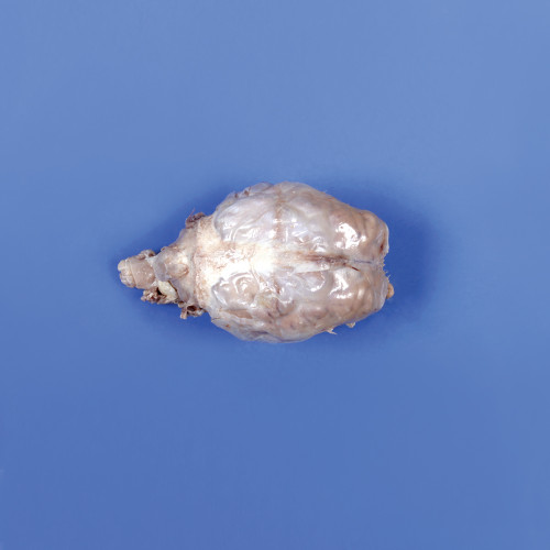 Brain, Sheep, Preserved, Dura Mater Intact, Hypophysis and Cranial Nerve Roots Intact, Perfect Solution