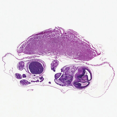 Uterus, Mammal, Microscope Slide