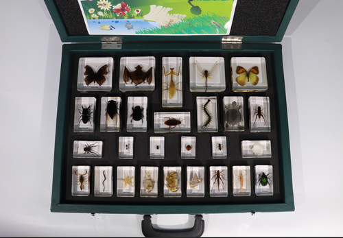 Animal Kingdom Collection 3, 27 Specimens, embedded