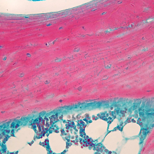 Mammal Fibrocartilage Slide, 10 µm, H&E