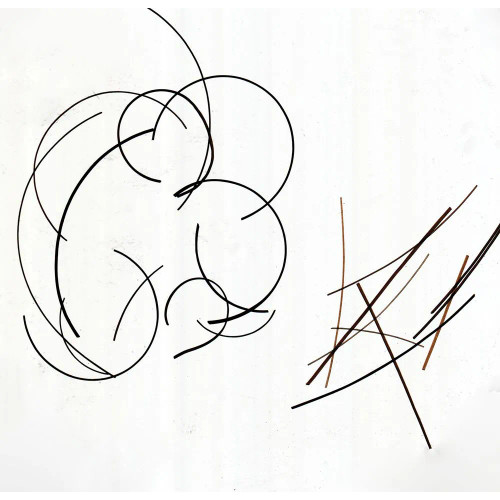 Human Straight and Curly Hair, w.m. Microscope Slide