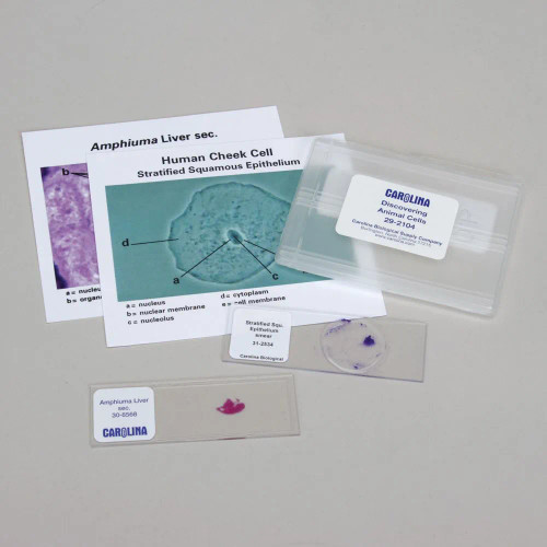 Discovering Animal Cells Self-Study Unit, Microscope Slide Set
