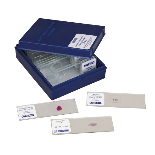 Beginner's Invertebrate Zoology Microscope Slide Set