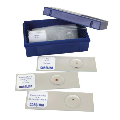 Don't Bug Me Microscope Slide Set
