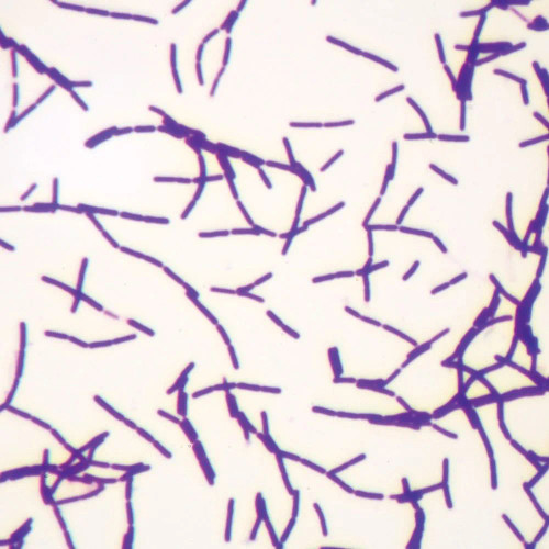 Gram-Positive Bacillus Slide, w.m., Gram Stain