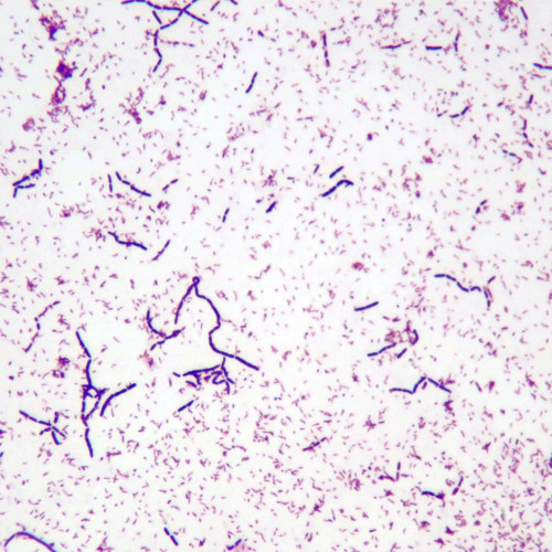 Mixed Gram-Positive and Gram-Negative Bacillus, w.m. Gram Stain Microscope Slide